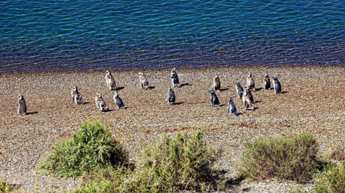 Penguins are widely scattered on a pebble beach with water in the background, The Magellanic