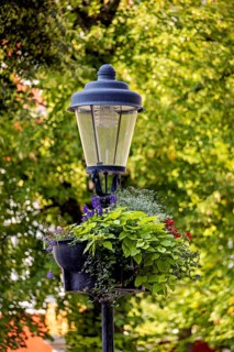 A street lamp with lush plants hanging down from it, surrounded by green trees in the background,