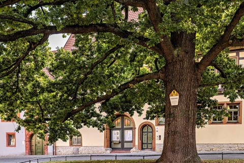 Large tree next to a historic half-timbered building, green leaves and cast shadows, old tree and