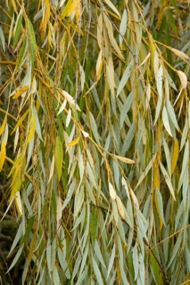 Borken-Hoxfeld, NRW, Germany, Willow branches display vibrant green and yellow leaves, captured in