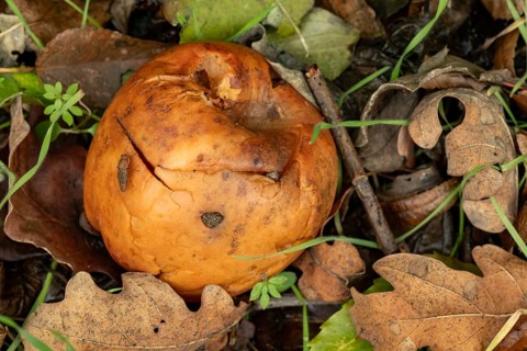 Borken-Hoxfeld, NRW, Germany, A brown mushroom lies on the ground among dry leaves and grass,