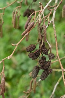 Borken-Hoxfeld, NRW, Germany, Brown catkins hang from a bare tree branch, surrounded by lush green