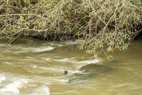 Borken-Hoxfeld, NRW, Germany, Fast-moving river water glides over rocks, surrounded by trees with