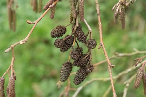Borken-Hoxfeld, NRW, Germany, Pine cones and catkins dangle from branches, surrounded by vibrant