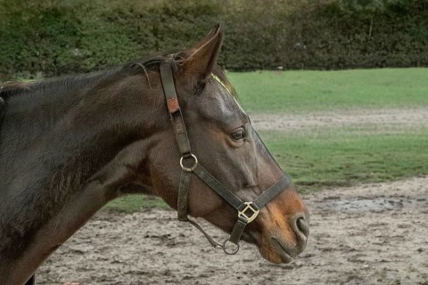Borken-Hoxfeld, NRW, Germany, A black horse with a calm expression stands by a wooden fence in a