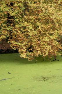 Borken-Hoxfeld, NRW, Germany, Bright yellow and orange leaves hang over a tranquil pond covered in