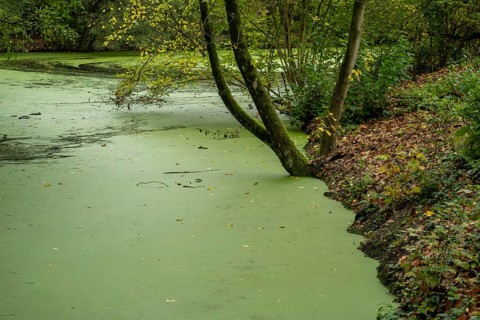 Borken-Hoxfeld, NRW, Germany, A serene setting shows a tree leaning over a green pond. The surface