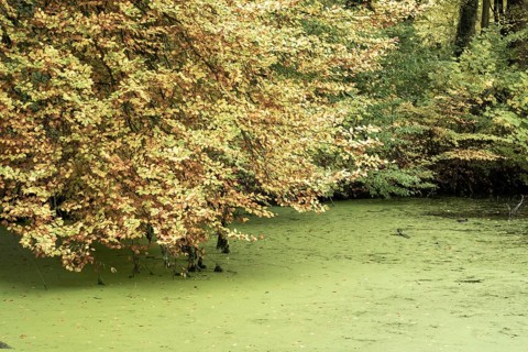 Borken-Hoxfeld, NRW, Germany, Bright yellow and orange leaves hang over a calm pond covered in