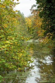 Borken-Hoxfeld, NRW, Germany, Vibrant leaves in shades of yellow and green surround a calm