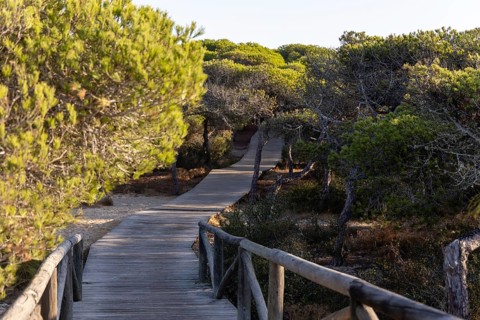 A morning view over a dense Mediterranean pine forest. Sunrise on the Beach of the Pinar De La