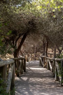 A wooden walkway snakes through a Mediterranean pine forest. The morning light glitters on the