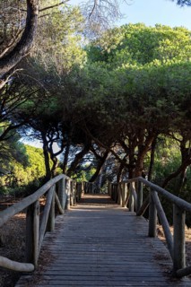 A wooden walkway snakes through a Mediterranean pine forest. The morning light glitters on the