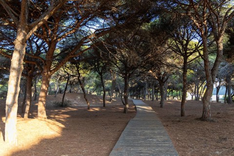A wooden walkway snakes through a Mediterranean pine forest. The morning light glitters on the