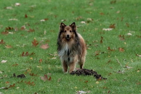 Shetland sheepdog standing on green grass with fallen autumn leaves and a molehill, Borken, nrw,