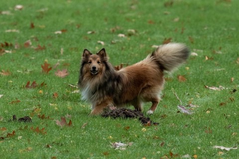 Shetland sheepdog standing on green grass near a molehill with fallen autumn leaves, Borken, nrw,