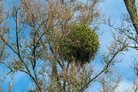 Mistletoe evergreen living as a parasite on a bare tree against blue sky, Borken, nrw, germany