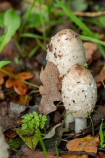 Borken, nrw, germany, shaggy mane mushrooms growing in autumn forest floor, Borken, nrw, germany