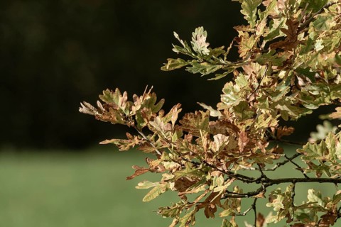 Oak leaves turning green and brown on a branch during the fall season, Borken, nrw, germany