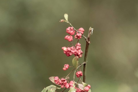 Spindle tree berries showing their pink fruits and orange seeds against a soft background, Borken,