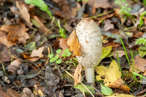 Shaggy mane mushroom stands on the forest floor surrounded by brown and yellow autumn leaves,