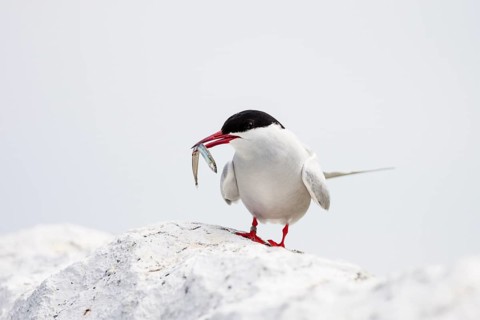 Arctic tern (Sterna paradisaea) with sandeel, Farne Islands, UK