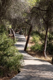 A wooden walkway snakes through a Mediterranean pine forest. The morning light glitters on the