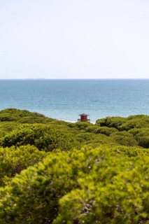 A morning view over a dense Mediterranean pine forest. Sunrise on the Beach of the Pinar De La