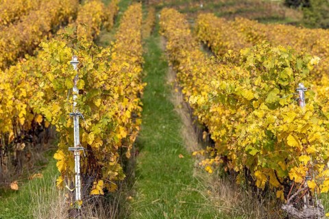 Vineyard, colorful autumn vines, terraces in the Lavaux UNESCO World Heritage Site, Rivaz, Vaud,
