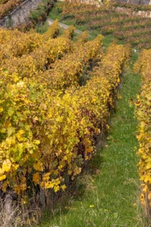 Vineyard, colorful autumn vines, terraces in the Lavaux UNESCO World Heritage Site, Rivaz, Vaud,
