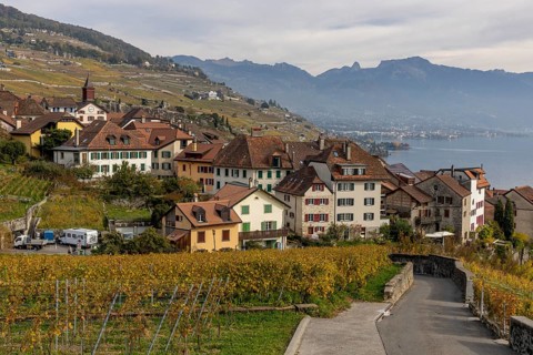Colourful autumn vines in the UNESCO World Heritage Lavaux wine region, view of Rivaz, Vaud,