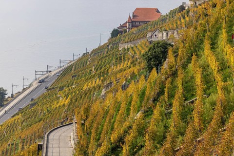 Vineyard terraces in the Lavaux UNESCO World Heritage Site, view of Les Abbayes, Rivaz, Vaud,