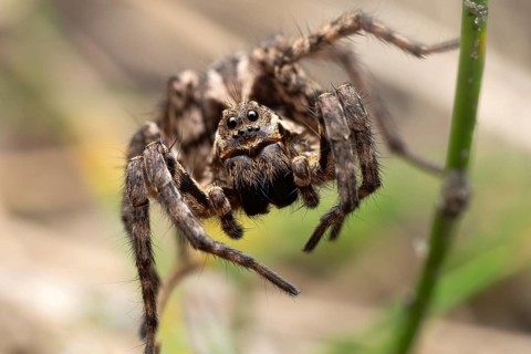 Bearded tarantula (Alopecosa accentuata), frontal close-up, sitting in vegetation, Döberitzer