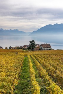 Vineyards in the Lavaux UNESCO World Heritage Site, view of Switzerland's smallest municipality,