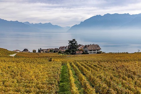 Vineyards in the Lavaux UNESCO World Heritage Site, view of Switzerland's smallest municipality,