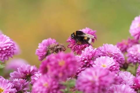 Dark bumblebee (Bombus terrestris), also thick bumblebee or black bumblebee, stiffness of cold, on
