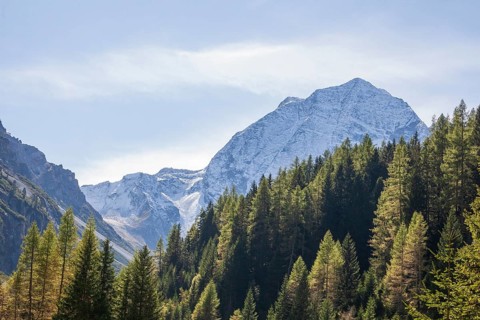 Snowy mountain hawk with forest in autumn, Pinnistal, Neustift im Stubai Valley, Stubai Valley,