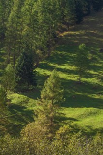 Forest and meadows in autumn, Pinnistal, Neustift im Stubai Valley, Tyrol, Austria