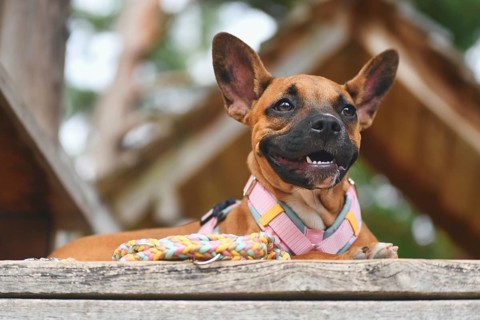 Mixed-breed dog resting on wooden plank with colorful paracord leash