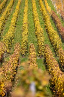 Vineyard, colorful autumn vines, terraces in the Lavaux UNESCO World Heritage Site, Rivaz, Vaud,