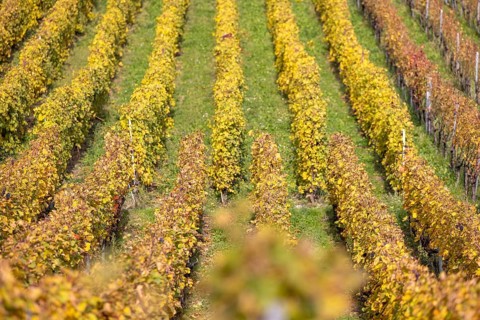 Vineyard, colorful autumn vines, terraces in the Lavaux UNESCO World Heritage Site, Rivaz, Vaud,