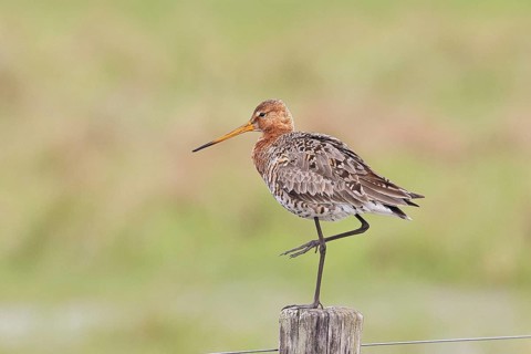 Blacktail (Limosa limosa), sitting room, on a fence post, snipe birds, wildlife, nature
