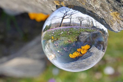 Yellow crocus (Crocus neapolitanus), through a glass ball on a crocus meadow, Siegen, North