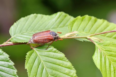 Forest May beetle (Melolontha hippocastani), male, on leaves of a hornbeam (Carpinus betulus),