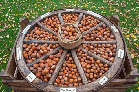 Different types of hazelnuts in an old wagon wheel, Münsterland, North Rhine-Westphalia, Germany