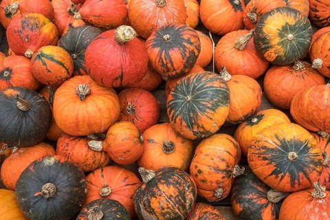 A bunch of colorful pumpkins conveying the atmosphere of autumn and harvest, North
