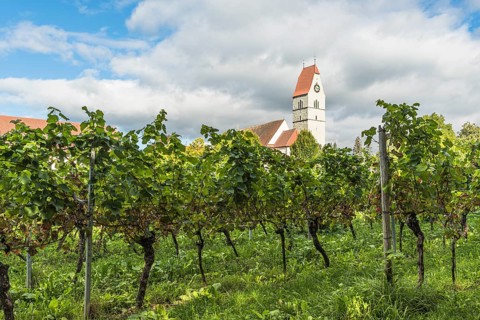 Catholic Church of St. Johann Baptist and Grapevines, Hagnau am Lake Constance, Baden-Württemberg,