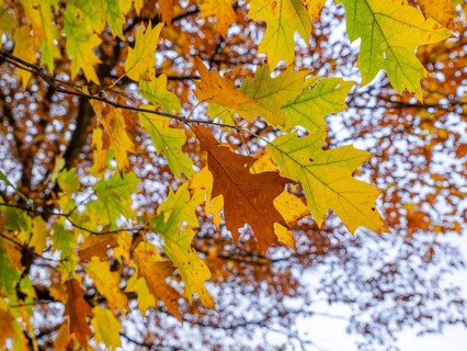 Autumn-colored trees in the theatre park, Braunschweig, Lower Saxony, Germany