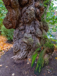 Old gnarled tree trunk, bark from an old tree, Theaterpark, Braunschweig, Lower Saxony, Germany