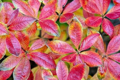 Azalea (Azalea), red colored autumn leaves, autumn colors, Baden-Württemberg, Germany