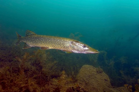 Freshwater pike (Esox lucius) swims in search of prey through the lake, Germany